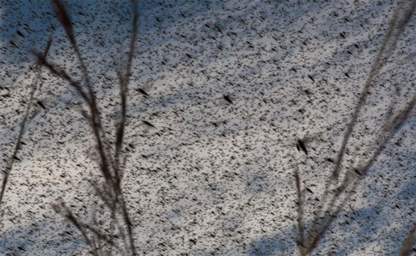 Picture 4 of Beautiful photos: Bees suck tears from turtles