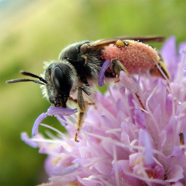 Picture 5 of Beautiful photos: Bees suck tears from turtles