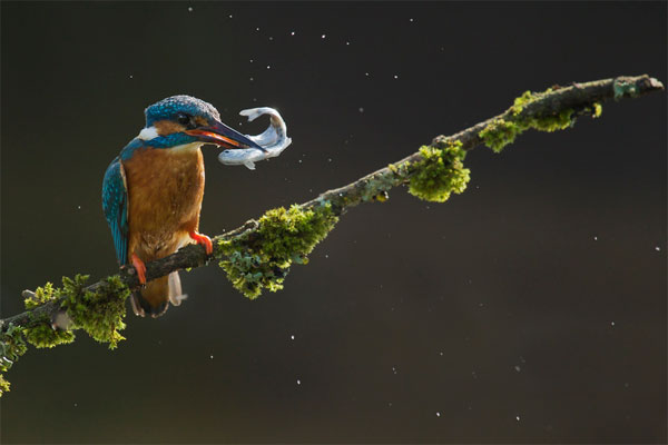 Picture 7 of Beautiful photos: Bees suck tears from turtles