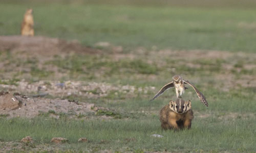 Picture 9 of Beautiful photos: Brown bats hunt moths