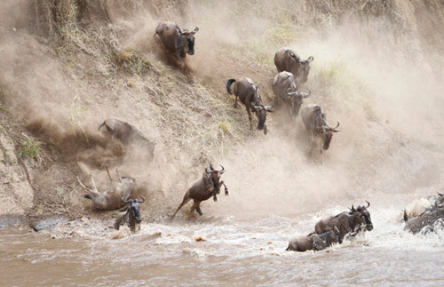 Picture 1 of Beautiful photos: Brown bears catch salmon swimming upstream