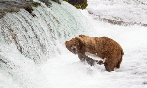 Picture 3 of Beautiful photos: Brown bears catch salmon swimming upstream