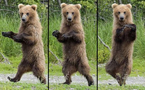 Picture 8 of Beautiful photos: Brown bears catch salmon swimming upstream