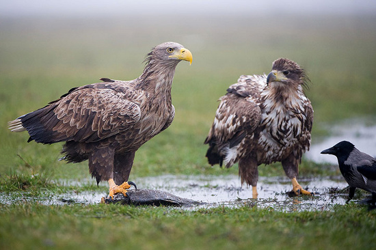 Picture 11 of Beautiful photos: Eagles do not fight extremely poisonous fish