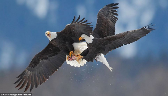 Picture 1 of Beautiful photos: Eagles don't fight food