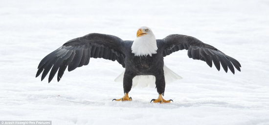 Picture 2 of Beautiful photos: Eagles don't fight food