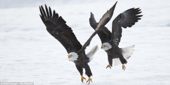 Picture 3 of Beautiful photos: Eagles don't fight food