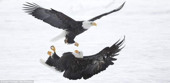 Picture 4 of Beautiful photos: Eagles don't fight food