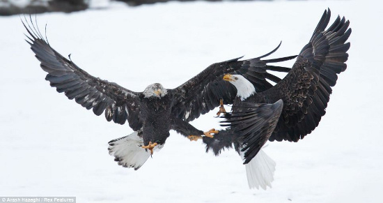 Picture 5 of Beautiful photos: Eagles don't fight food