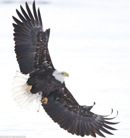 Picture 6 of Beautiful photos: Eagles don't fight food