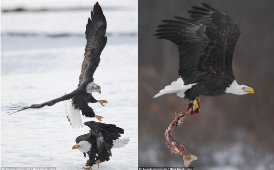 Picture 7 of Beautiful photos: Eagles don't fight food