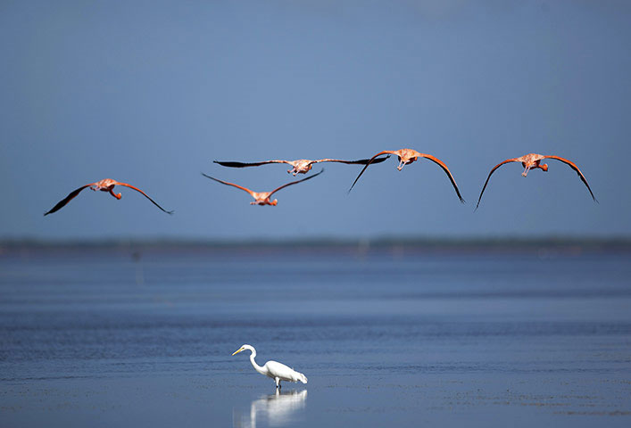 Picture 1 of Beautiful photos: Fish breathe by lungs with their feet