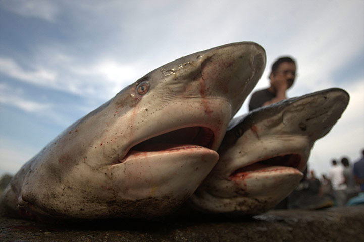 Picture 11 of Beautiful photos: Fish breathe by lungs with their feet