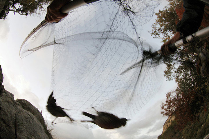 Picture 5 of Beautiful photos: Fish breathe by lungs with their feet