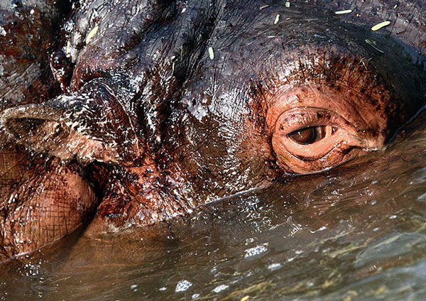 Picture 6 of Beautiful photos: Fish breathe by lungs with their feet