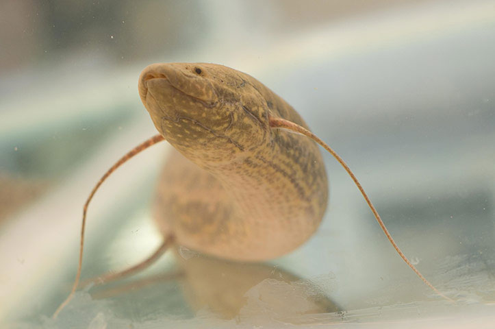 Picture 8 of Beautiful photos: Fish breathe by lungs with their feet