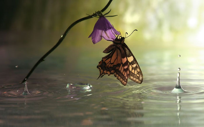Picture 9 of Beautiful photos: Insects in the rain garden