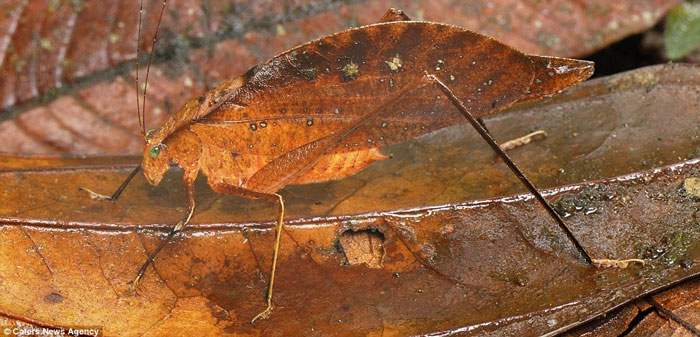 Picture 8 of Beautiful photos: Masters who disguise in the natural world