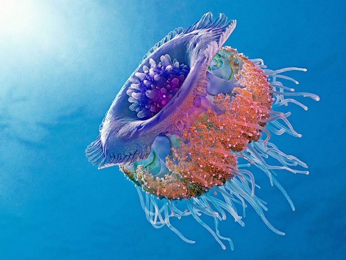 Picture 1 of Beautiful photos of animals