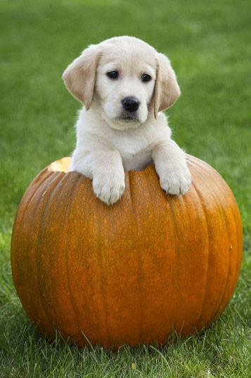 Picture 10 of Beautiful photos of animals
