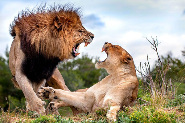 Picture 2 of Beautiful photos of animals