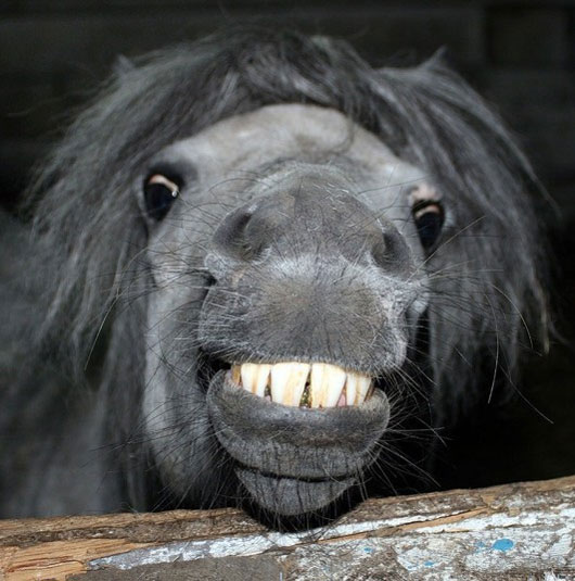 Picture 3 of Beautiful photos of animals