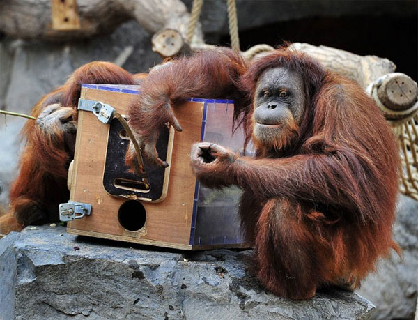 Picture 5 of Beautiful photos of animals