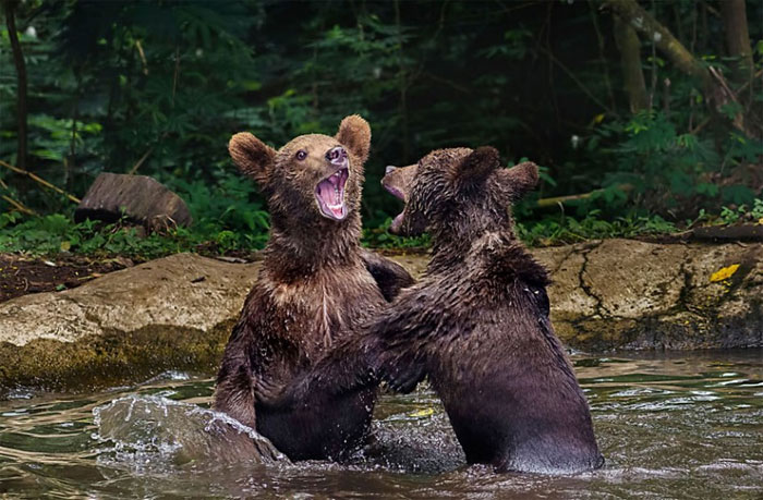 Picture 7 of Beautiful photos of animals