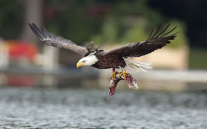 Picture 8 of Beautiful photos of animals