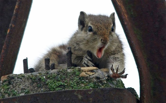 Picture 9 of Beautiful photos of animals
