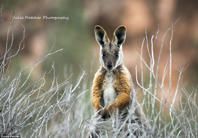 Beautiful photos of Australia's most remote animals images 7