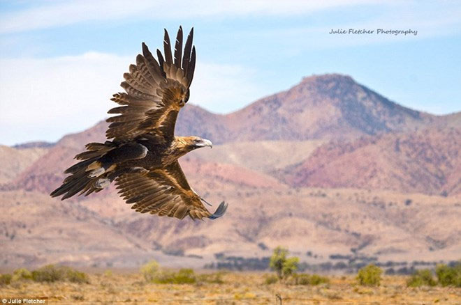 Beautiful photos of Australia's most remote animals images 8