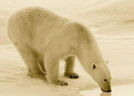 Picture 10 of Beautiful photos of endangered animals