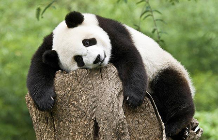 Picture 11 of Beautiful photos of endangered animals