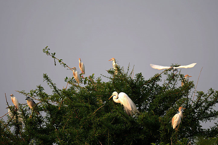 Picture 1 of Beautiful photos of the week: Terns snuggle to avoid cold