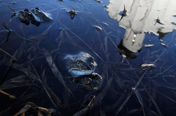 Picture 4 of Beautiful photos of the week: Terns snuggle to avoid cold