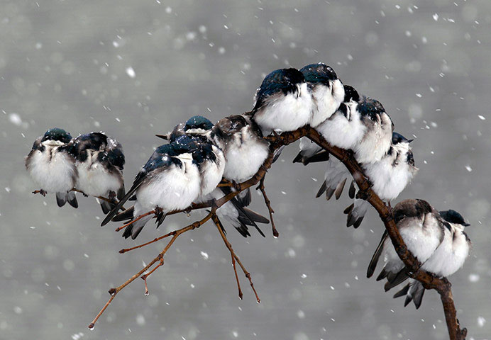 Picture 8 of Beautiful photos of the week: Terns snuggle to avoid cold