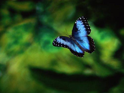 Picture 10 of Beautiful photos of tropical rainforest