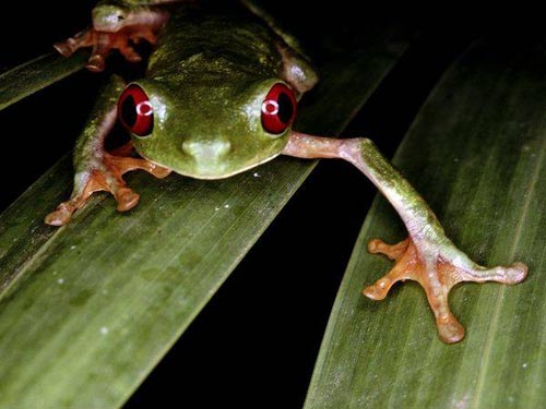 Picture 5 of Beautiful photos of tropical rainforest