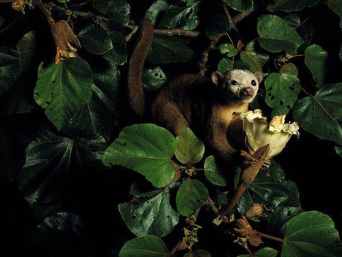 Picture 8 of Beautiful photos of tropical rainforest