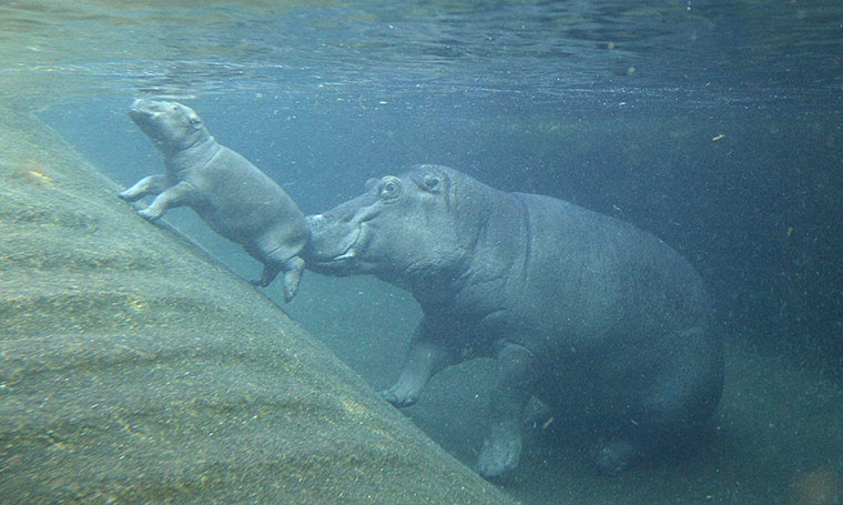 Picture 11 of Beautiful photos: Salmon upstream lay eggs