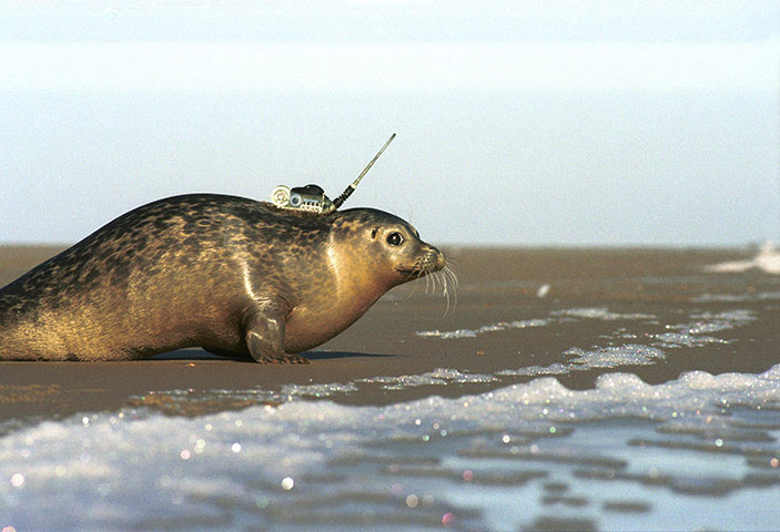 Picture 15 of Beautiful photos: Salmon upstream lay eggs
