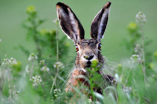 Picture 8 of Beautiful photos: Show the romantic province of the black grouse