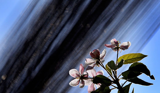 Picture 9 of Beautiful photos: Show the romantic province of the black grouse