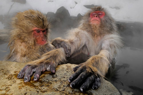 Picture 3 of Beautiful photos: Snow monkeys soak in hot water