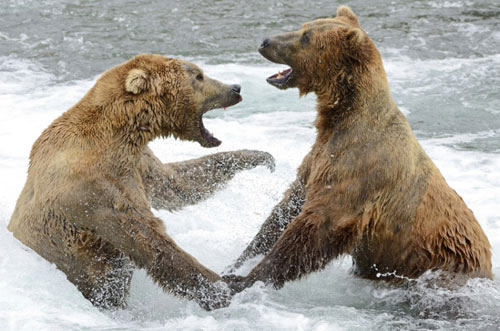 Picture 4 of Beautiful photos: Snow monkeys soak in hot water
