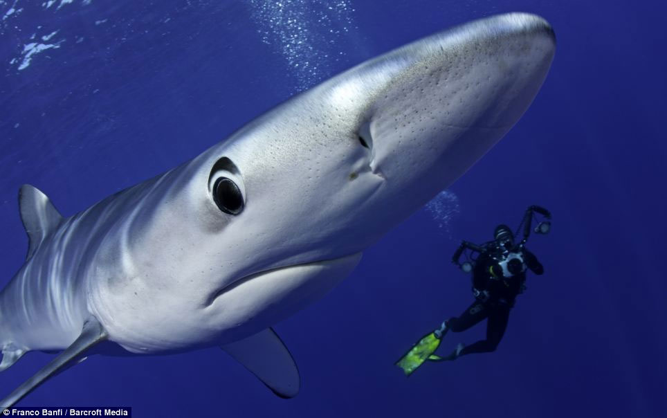 Picture 1 of Beautiful photos: Swim with the most terrifying predator in the ocean