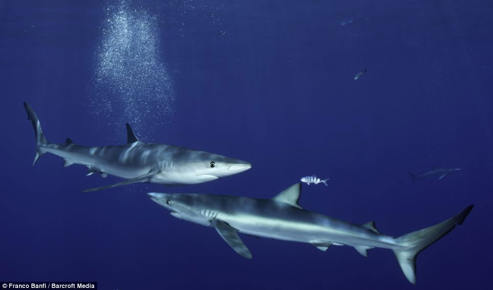 Picture 3 of Beautiful photos: Swim with the most terrifying predator in the ocean