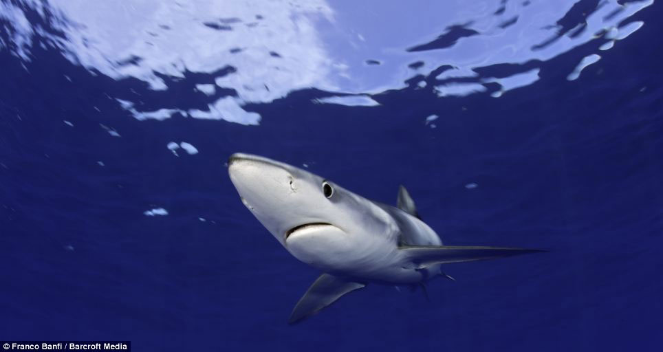 Picture 4 of Beautiful photos: Swim with the most terrifying predator in the ocean