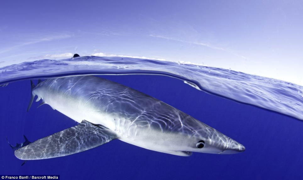 Picture 6 of Beautiful photos: Swim with the most terrifying predator in the ocean